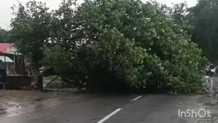 ধেমাজি: গোগামুখৰ মহৰিকেম্পত অঘটন, বৰষুণৰ বাবে ভাঙি পৰে এজোপা প্ৰকাণ্ড গছ,
সৃষ্টি হৈছে বিভিন্ন বিভিন্ন সমস্যা