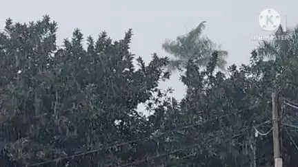 ফলতা: নিম্নচাপের কারণে জারি করা হয়েছে কমলা সর্তকতা ফলতা এলাকার মৎস্যজীবীরা বন্দরে ফিরে আসছে