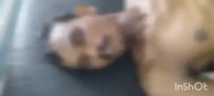 नगरी: ग्राम कुकरेल में अज्ञात मोटरसाइकिल ने सामने चल रहे मोटरसाइकिल को मारी ठोकर, इलाज के दौरान एक युवक की हुई मौत