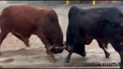 अनूपपुर: बैलों की लड़ाई में फंसा युवक, सिर में आई गंभीर चोट