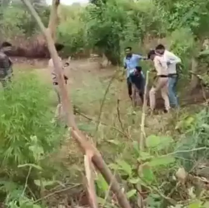जतारा: वर्माताल गांव में पुलिस ने छापामार कार्रवाई कर अवैध गांजे के हरे पेड़ जब्त किए, कोई आरोपी नहीं मिला