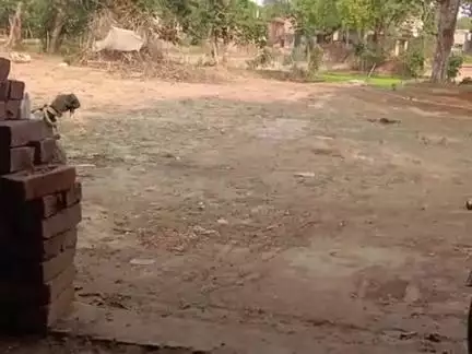 पूरे पहाड़ी पर गंगा घाट कल्याणी ऊंचाहार  में चार भैंस गायब हो गई हैं पता बताने वाले भाई को ₹10000 दिया जाएगा 7523804800