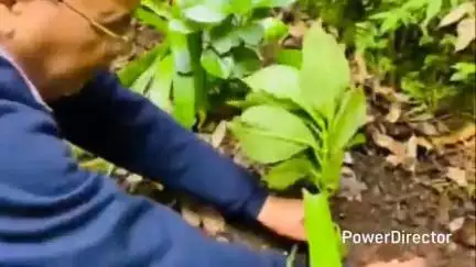 नैनीताल: डीएसबी परिसर के वनस्पति विज्ञान विभाग ने पर्यावरण संरक्षण एवं सतत विकास के तहत पौधारोपण कार्यक्रम शुरू किया