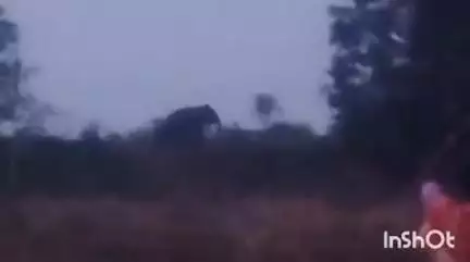आरमोरी: देऊळगाव इंजेवारी रानटी टस्कर हत्तींच्या जोडीचे आज सकाळी परिसरात आगमन