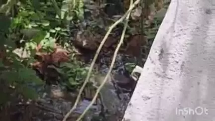 जलालपुर: कोतवाल के सरकारी आवास में सांप निकलने से मचा हड़कंप, सूचना पर पहुंचे सपेरा पकड़ने में रहे असफल