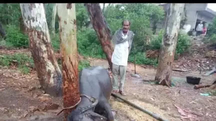 गगरेट: अम्बोटा में आकाशीय बिजली गिरने से एक भैंस की हुई मौत