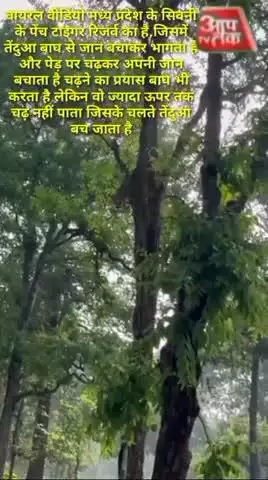 वायरल वीडियो मध्य प्रदेश के सिवनी के पेंच टाइगर रिजर्व का है,जिसमें तेंदुआ बाघ से जान बचाकर भागता है और पेड़ पर चढ़कर अप