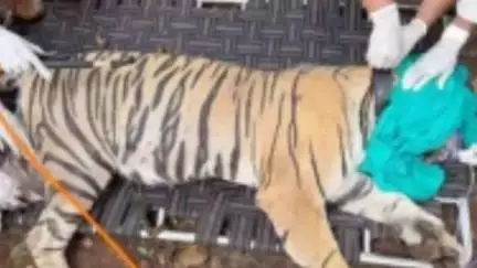बूंदी: रणथम्भौर की बाघिन आरटीबी-2508 को ट्रेंकुलाइज किया गया, बाघिन को रामगढ़ विषधारी टाइगर रिजर्व में किया जाएगा शिफ्ट