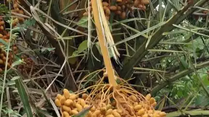 गोटेगांव नरसिंहपुर प्रकृति की अनमोल अनूठी एवं रसीली  छीद का फल