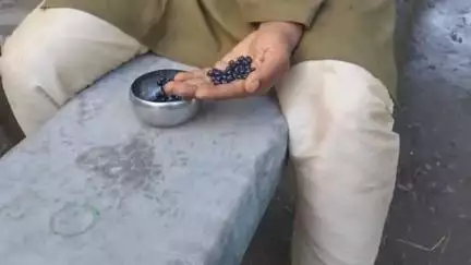 उत्तराखंड के गांव में होता है एक फल, जिसे किलमोड़ी या किनगोड़ी कहते हैं इसकी जड़ सुगर बीमारी में होती हैं कारगर।