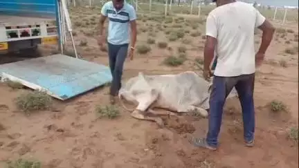 सोजत: सतलोक आश्रम सोजत के निकट सड़क किनारे खेत में बीमार हालत में मिली गाय, गो भक्तों ने गौशाला ले जाकर किया उपचार