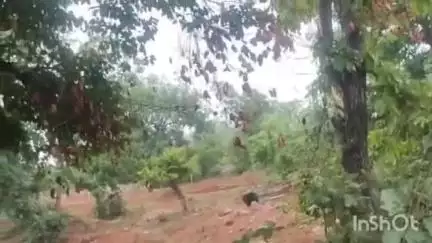 मरवाही: मरवाही रेंज के पीपरडोल के पास सड़क किनारे पहुंचा भालू, राहगीरों में दहशत, वन विभाग ने की सतर्कता की अपील