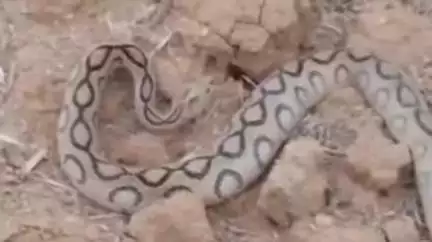 माडा: ग्राम पंचायत क्षेत्र कोयल खुद में दिखा अजगर, वन विभाग की टीम ने किया रेस्क्यू