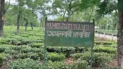 পূব ডিব্ৰুগড়: তামোলবাৰী চাহ বাগিচাত ৰূপকোঁৱৰৰ ১২২ সংখ্যক জন্ম জয়ন্তী পালন অসম চাহ জনগোষ্ঠী ক্ৰীড়া সন্থা আৰু ভাৰতীয় চাহ মজদূৰ সংঘৰ