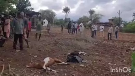 बांसवाड़ा: नयापाड़ा आबादी क्षेत्र में विस्पॉट के साथ 11 केवी लाइन टूटी, लोग दौड़कर भागे, तीन बकरियां चपेट में आने से हुईं मौत