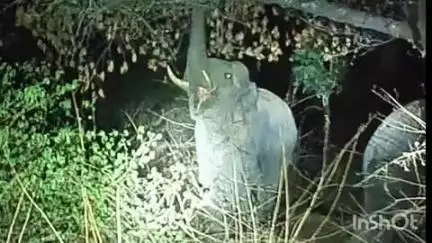 अनूपपुर: हाथियों का झुंड पहुंचा बेहार, वन विभाग हुआ सतर्क