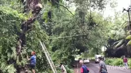 ಕಾಪು: ಹೆಜಮಾಡಿಯ ಗುಡ್ಡೆಯಂಗಡಿ ಬಳಿ ಬೃಹತ್ ಅಶ್ವಥ ಮರದ ಕೊಂಬೆ ಧರೆಗೆ, ಗ್ರಾಪಂ ಅಧ್ಯಕ್ಷೆ, ಸದಸ್ಯರಿಂದ ತೆರವು ಕಾರ್ಯಾಚರಣೆ