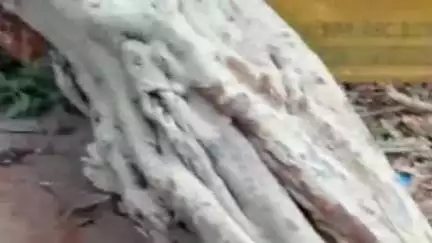 जोधपुर: शहर में बारिश के कारण लोगों को गर्मी से मिली राहत, नागोरी गेट क्षेत्र में गिरा पीपल का पेड़