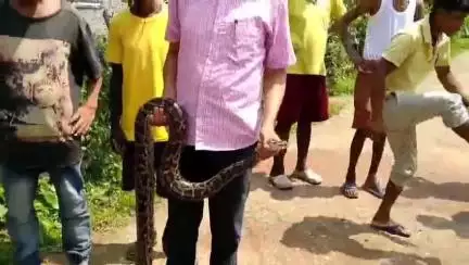 ধূপগুড়ি: হিলা চা-বাগান থেকে একটি আট ফুটের অজগর সাপ উদ্ধার করলেন খুনিয়া রেঞ্জের বনকর্মীরা