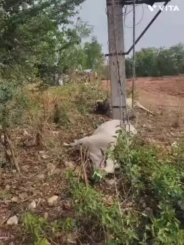 बागीदौरा: रतनपुरा गांव में करंट लगने से एक गाय और एक बैल की हुई मौत, कलिंजरा थाने में मामला दर्ज