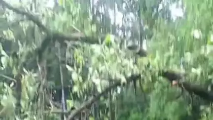 കൊട്ടാരക്കര: ദേശീയപാതയോരത്ത് മരം വീഴുന്നത് തുടർക്കഥ, എഴുകോണിൽ മരം വീണ് ഗതാഗതം തടസപ്പെട്ടു