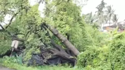আমডাঙা: আমডাঙ্গায় বৃষ্টির তাণ্ডব: গাছ পড়ে ভাঙল তৃণমূল পার্টি অফিস, অল্পের জন্য রক্ষা পেল যাত্রীবাহী বাস