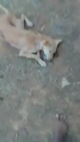 gav valo ne kutte be rhmi se Lalji ke beta chhotu namak vekti ne mara