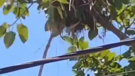 बथनाहा: बथनाहा चौक पर चिड़िया के घोंसले में घुसा जहरीला सांप वीडियो वायरल #viral#