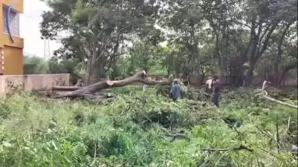 ಗೌರಿಬಿದನೂರು: ಪ್ರವಾಸಿ ಮಂದಿರದ ಆವರಣದಲ್ಲಿ ಮರಗಳ ಕಡಿತ ತಾಲೂಕು ಆಡಳಿತ ವಿಫಲ ಎಂದು ರೈತಸಂಘ ಆಕ್ರೋಶ