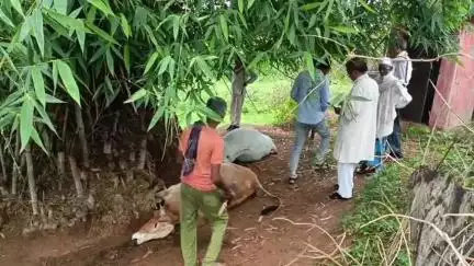 दुधि: दिघुल गांव में आकाशीय बिजली की चपेट में आने से चार मवेशियों की मौत, एक महिला गंभीर रूप से झुलसी