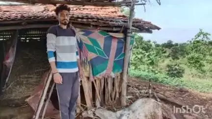 कळंब: तालुक्यातील अजनी शिवारात वाघाने केली बैलाची शिकार
