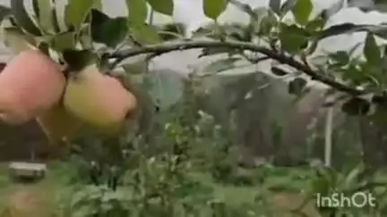 शाहपुर: दुर्गेला के पूर्ण बुनकर ने मेहनत और नवाचार से सेब की खेती का अध्याय रचा, ऑर्गेनिक खेती कर उगाई सेब