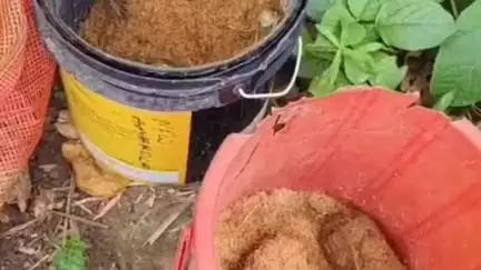 খড়গ্রাম: ভাট কান্দ্রা গ্রামে ২বালতি বোমা উদ্ধার উদ্ধার করল পুলিশ