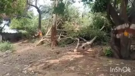 जानसठ: शुक्रतीर्थ में तूफान के साथ बारिश ने किया भारी नुकसान, कई हरे-भरे पेड़ गिरे