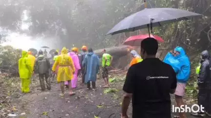 താമരശ്ശേരി: ആശ്വാസം, താമരശ്ശേരി ചുരത്തിലെ അപകടാവസ്ഥയിലായിരുന്ന മരം മുറിച്ചുമാറ്റി