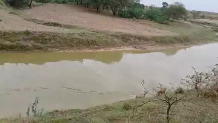 नीलगाय का बच्चा कुत्तों ने गिरा नदी में कुंवारी