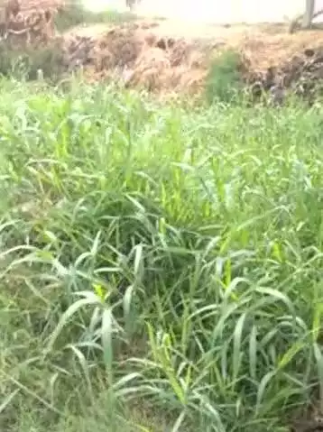 nala ma ho rahe Ghandhi sa log prasan
