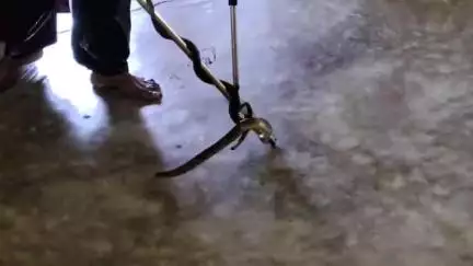 धनबाद/केंदुआडीह: सरायढेला थाना क्षेत्र के तपोवन कॉलोनी में युवा पत्रकार नीरज के घर से जहरीले सांप का रेस्क्यू