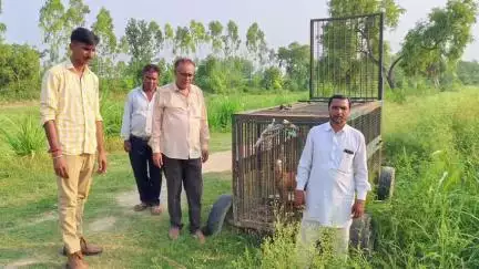 स्वार: बब्बरपुरी के जंगल में तेंदुए को पकड़ने के लिए वन विभाग द्वारा लगाया गया पिंजरा चार दिन बाद भी खाली