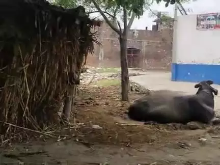 nainoul Bagwala ka mosam jama masjid ke samne #mosam #public #video