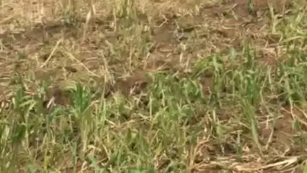 तालेड़ा: मराडी गांव में भैंसों की अज्ञात कारणों से मौत मामले में पशुपालन विभाग के कर्मचारियों की भारी लापरवाही आई सामने