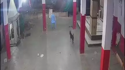 बिरसिंहपुर: गैवीनाथ मंदिर बिरसिंहपुर के शनि मंदिर से दानपेटी चोरी करने वाला नाबालिग चोर पुलिस द्वारा पकड़ा गया