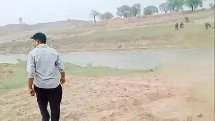 मुरैना: मनफूल का पुरा गांव में करंट लगने से 4 गौवंशों की मौत के बाद नदी में फेंका, गौ सेवकों ने जेसीबी से गड्ढा खुदवाकर दफनाया