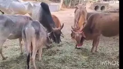 लालगंज: लालगंज विकासखंड के खजूर गांव में स्थाई गौशाला में जिला अधिकारी के निर्देश पर हरा चारा और पानी की व्यवस्था की गई