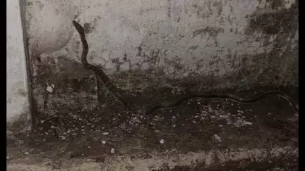 राजगढ़: राजगढ़ जिला अस्पताल के बच्चा वार्ड में दिखा सांप, सर्पमित्र ने रेस्क्यू कर जंगल में छोड़ा