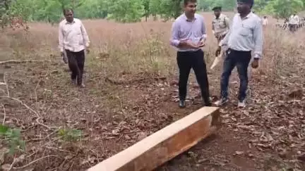 कवर्धा: सोनवाही के जंगल में कीमती लकड़ियों की अवैध कटाई की सूचना पर अधिकारी बाइक से पहुंचे