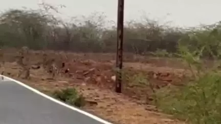 जौरा: जौरा शहर में चीतों का आतंक खत्म, चीता मित्रों ने पकड़कर वापस कुनो जंगल भेजा