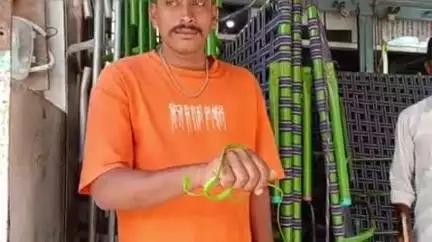 మార్కాపురం: మార్కాపురం పట్టణంలోని ఓ షాపులో పసిరిక పామును పట్టుకున్న స్నేక్ క్యాచర్ నిరంజన్