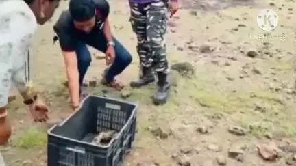 शिरूर: शिक्रापूर येथील मलठण फाटा परिसरात सर्पमित्राच्या गाडीतच सापाने दिला 27 पिल्लांना जन्म