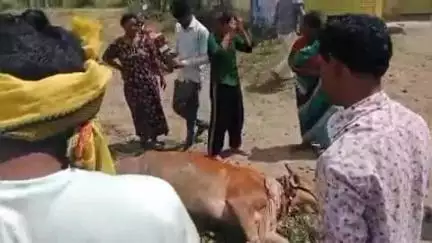 सेलू: सिंदी जवळ अज्ञात वाहनाच्या धडकेत गाय गंभीर, गोपालकाचे मोठे नुकसान
